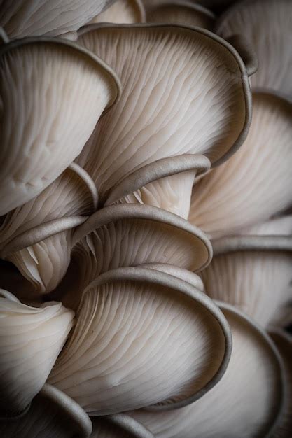 Premium Photo | Macro mushrooms