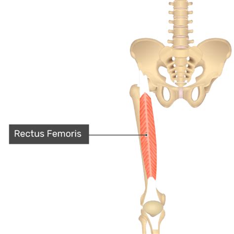 Rectus Femoris Muscle | GetBodySmart