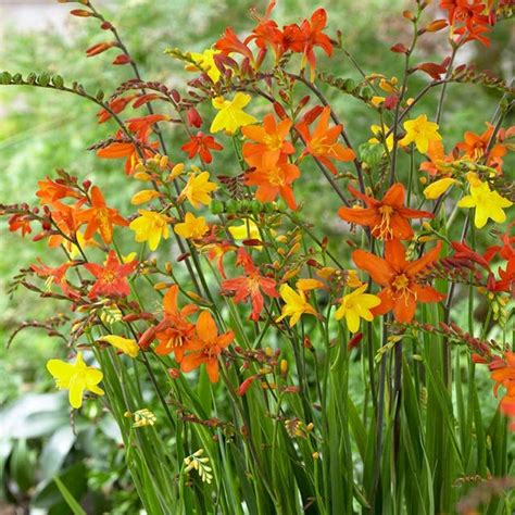 Shop Crocosmia Flower Bulbs | American Meadows