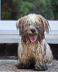 33 Muddy Dogs ideas | muddy dog, dogs, puppies