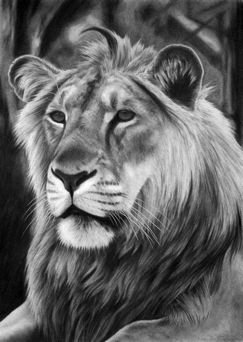 Panthera leo persica, charcoal | Cats art drawing, Lion drawing ...