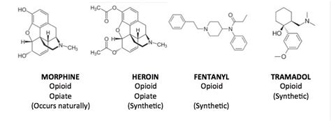 ACSH Explains: What's the Difference Between Opioids and Opiates? | American Council on Science ...