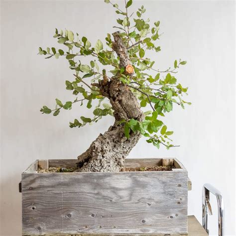 Bonsai Oak Tree - BONSAI TANAMAN MUNGIL DAN INDAH