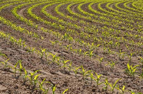 Contour Farming Guide: What is Contour Farming?, How to Start from Scratch for Beginners