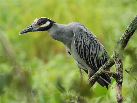 Sometimes I Wonder, Sometimes I Wander: The Yellow-crowned Night-Heron ...