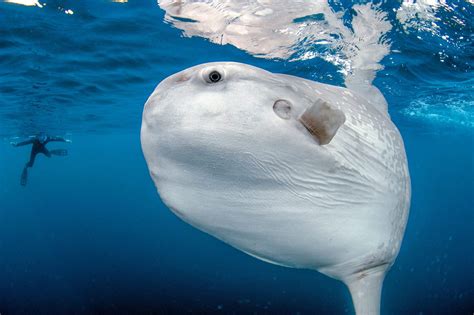 Giant Ocean Sunfish Filmed Off The Coast Of California