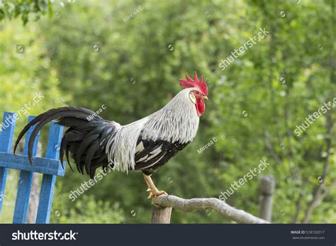 Free Range Silver Leghorn Rooster Singing Stock Photo 518102017 : Shutterstock