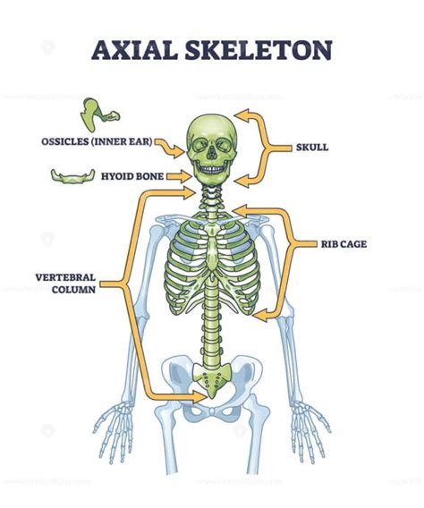 Axial skeleton parts with human skeleton skull and ribs outline diagram - VectorMine