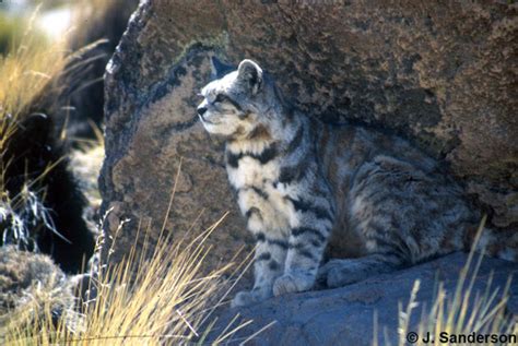 41 HQ Pictures Andean Mountain Cat Habitat - Andean Mountain Cat ...