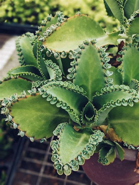 Mother of Thousands Succulent Mexican Hat Plant Kalanchoe - Etsy