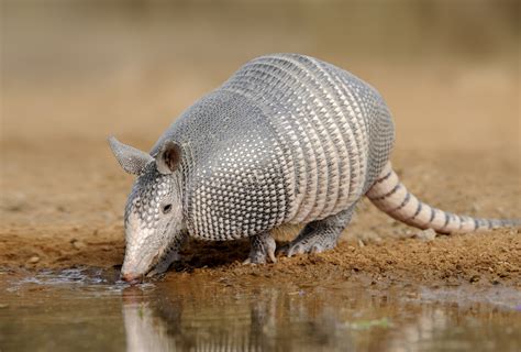 Tempo de Gestacao e Número de Filhotes do Tatu Galinha | Mundo Ecologia