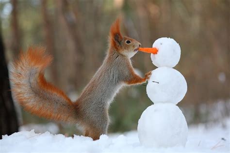 WOW!!! Dein Schneemann nimmt ja wirklich Gestalt an. Hast du fein ...