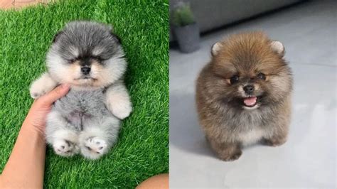 25 Teddy Bear Dog Breeds - Shichon, Morkie, Cockapoo