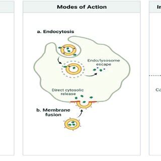 Liposome Nanoparticles for Delivery of Ion Channels [33]. Created with ...