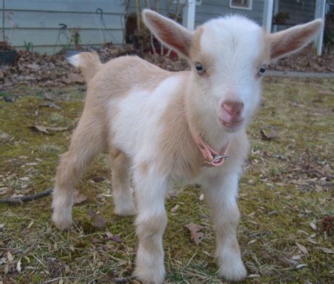 Cute Overload #2: Baby goat tries to baa - ShinyShiny