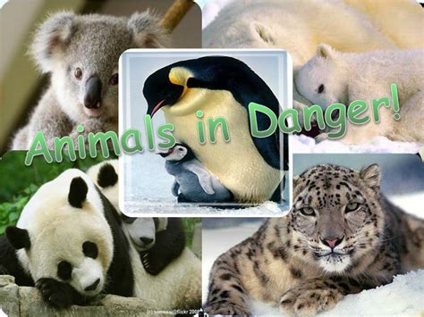 PPT - Animals in Danger! PowerPoint Presentation, free download - ID ...