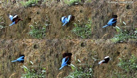 Nesting of the White-throated Kingfisher - Bird Ecology Study Group