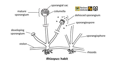 Rhizopus stolonifer