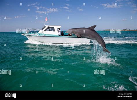 Free jumping dolphin at the Dolphin Experience, Freeport, Bahamas Stock ...