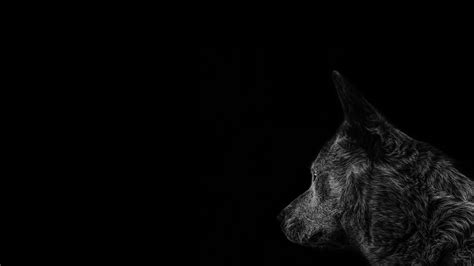 Gray Timber Wolf · Free Stock Photo