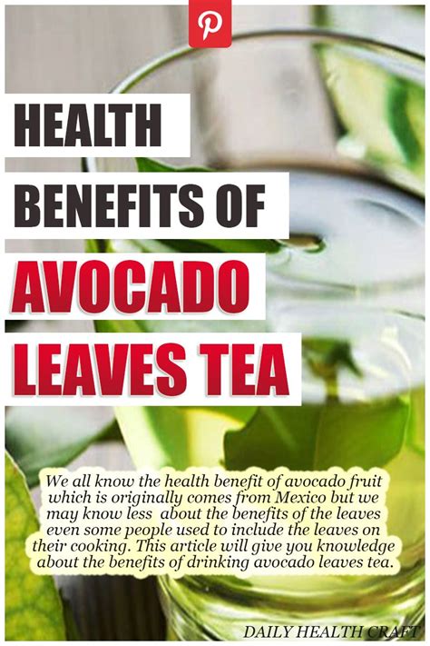 The health benefits of avocado leaves tea | Avocado health benefits, Avocado leaves, Avocado ...