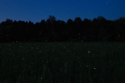 Capturing Fireflies at night : r/photography