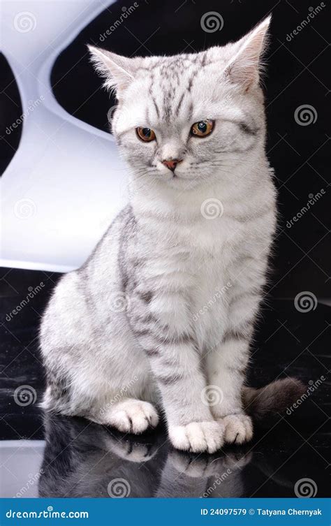 Tabby Cat Against White and Black Background Stock Image - Image of cute, posing: 24097579