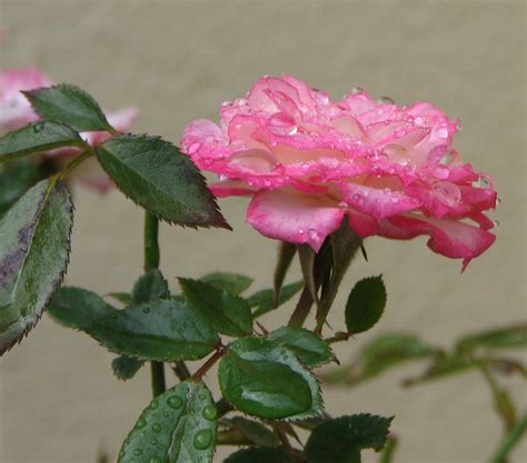 Pink Wet Rose Free Photo Download | FreeImages