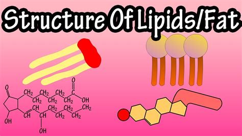 Lipids - Structure Of Lipids - Structure Of Fats - Triglycerides, Phospholipids, Prostaglandins ...