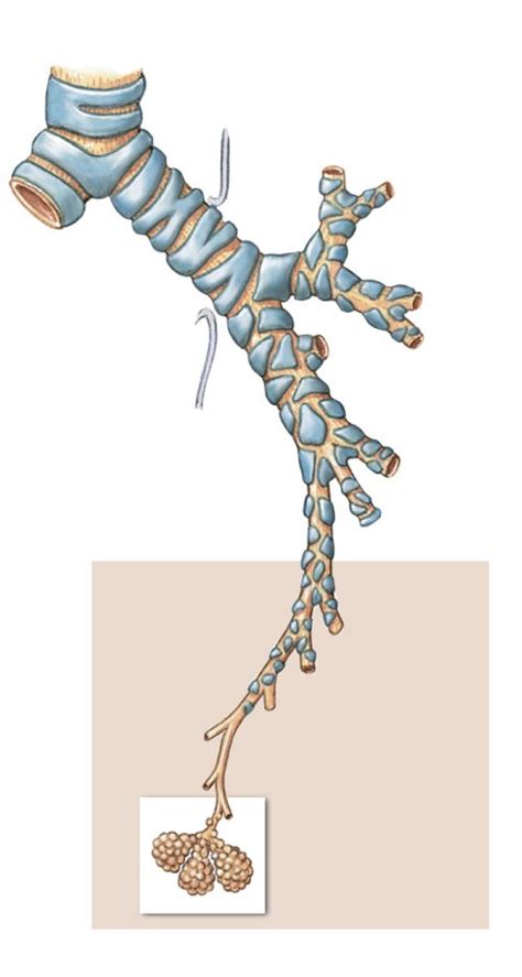 Bronchioles Diagram | Quizlet