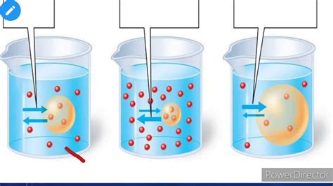 Hypertonic hypotonic isotonic simple diagrams - Julicodes