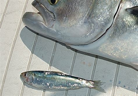 Atlantic-herring-1024×715-2 – One More Cast Light Tackle Charters Charters