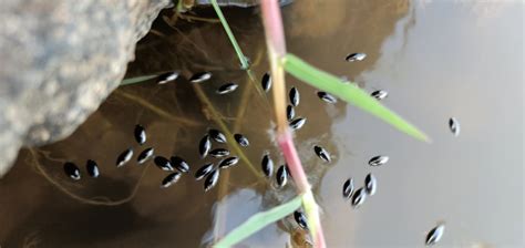 Whirligig beetles: Nature's bumper cars - Gulo in Nature