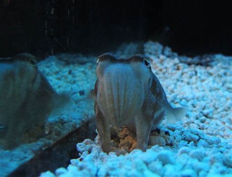 Beasts in a Populous City: Cuttlefish Camouflage