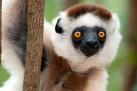 Almost all lemur species are now officially endangered | New Scientist