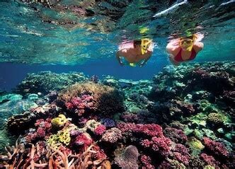 ? Snorkelling Airlie Beach Snorkel Bucks Packages