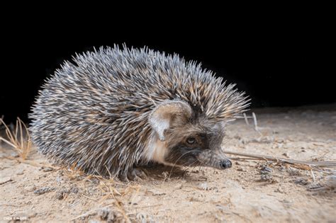 Desert hedgehog - Wikiwand