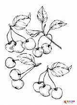 25 Cherry Coloring Pages  ColoringPagesOnlycom sketch template
