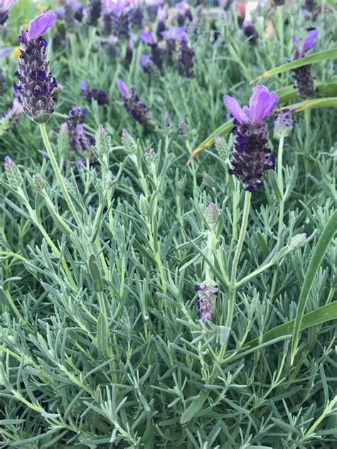 Tips on Caring for Lavender Plants - Natalie Linda