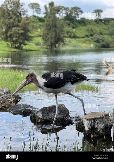 Nice bird on Kivu Lake Stock Photo - Alamy