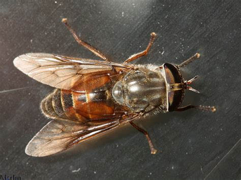 Horse Fly - Hybomitra sp. - North American Insects & Spiders