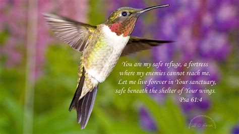 Free Hummingbird Wallpapers - Wallpaper Cave