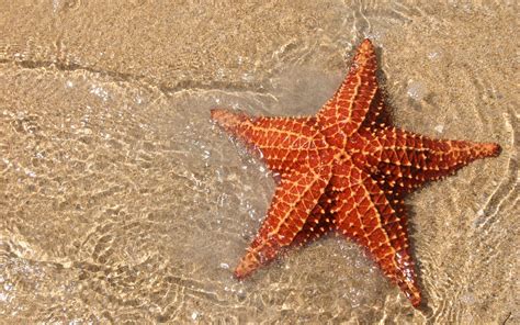 9 Cool Facts About Starfish | Starfish, Starfish facts, Sea star