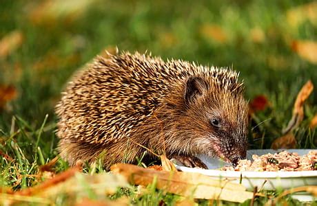 Royalty-Free photo: Close-up photography of hedgehog on green grass ...