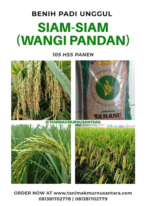 Benih Padi Unggul Siam-Siam Wangi Pandan - Tani Makmur Nusantara