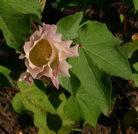 Flora of Zimbabwe: Species information: individual images: Gossypium ...