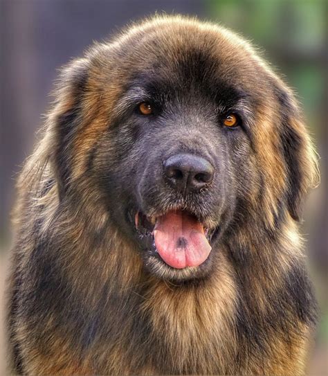 Dog Animal Leonberger - Free photo on Pixabay - Pixabay