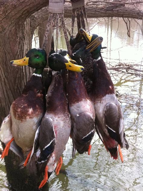 Premier Flight Guide Service Arkansas Ducks Photo Gallery