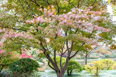 How to Grow and Care for Japanese Maple Trees