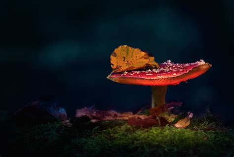 Download Macro Nature Mushroom 4k Ultra HD Wallpaper